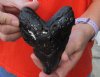 One Megalodon Fossil Shark Tooth (Carcharocles megalodon) <font color=red> Discount quality </font> measuring 5-1/8 inches long - You are buying the one in the picture for $65