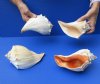 4 piece lot of Atlantic Whelk Shells measuring approximately 8 inches each.  You will receive the shells in the photo for $24/lot