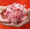 Spiny Oyster pair (Spondylus princeps) measuring 4-1/4 by 4-3/4 inches - You are buying the Spiny Oyster pair pictured for $21
