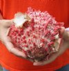 Spiny Oyster pair (Spondylus princeps) measuring 6 by 5-3/4 inches - You are buying the Spiny Oyster pair pictured for $40