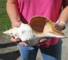 12-1/2 inches horse conch for sale, Florida's state seashell, review all photos as you are buying this one for $31