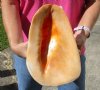 11 inch Yellow Helmet, Horned Helmet Shell for coastal home decorating - You are buying the shell pictured for $24