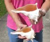 2 pc lot of Left-Handed Lightning Whelks measuring 7 and 7-3/4 inches - You will receive the shells in the photo for $18/lot