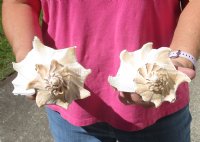 2 pc lot of Left-Handed Lightning Whelks measuring 7 and 7-3/4 inches - You will receive the shells in the photo for $18/lot