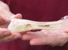 One 4-1/2 x 1-1/4 inch spotted gar skull (Lepisosteus Oculatus). You are buying the skull pictured for $30.00 