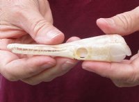 One 4-1/2 x 1 inch spotted gar skull (Lepisosteus Oculatus). You are buying the skull pictured for $30.00 