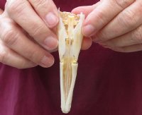 One 4-1/2 x 1 inch spotted gar skull (Lepisosteus Oculatus). You are buying the skull pictured for $30.00 