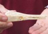 One 4-1/2 x 1-1/4 inch spotted gar skull (Lepisosteus Oculatus). You are buying the skull pictured for $30.00 