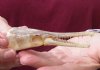 One 4-1/4 x 1-1/4 inch spotted gar skull (Lepisosteus Oculatus). You are buying the skull pictured for $30.00 