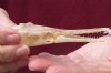 One 4 x 1 inch spotted gar skull (Lepisosteus Oculatus) for $30.00 
