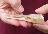 One 4 x 1 inch spotted gar skull (Lepisosteus Oculatus). You are buying the skull pictured for $30.00 