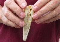 One 4 x 1 inch spotted gar skull (Lepisosteus Oculatus). You are buying the skull pictured for $30.00 
