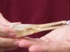 One 4-1/4 x 1-1/4 inch spotted gar skull (Lepisosteus Oculatus). You are buying the skull pictured for $30.00 