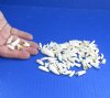 100 piece lot of Tiny Alligator Teeth under 3/4 inches long from Florida gators (You are buying the teeth shown) for $13/lot