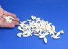 100 piece lot of Tiny Alligator Teeth under 3/4 inches long from Florida gators (You are buying the teeth shown) for $13/lot
