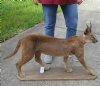Real African Caracal Cat (caracal caracal) Full Mount 25 inches tall - You are buying the full mount pictured for $600 (Cites #251208)  (Pick up or call for Truck Quote)