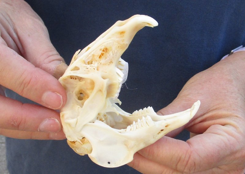 4 inches Cape Hare Skull, rabbit skull wholesale