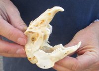 4 inches Cape Hare Skull, rabbit skull for $30