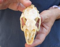 4 inches Cape Hare Skull, rabbit skull for $30