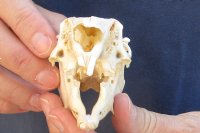 4 inches Cape Hare Skull, rabbit skull for $30 