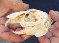 4 inches Cape Hare Skull, rabbit skull for $30 
