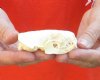 Mink skull for sale 3 inches long - you are buying the skull pictured for $21