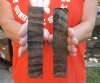 One pair of bark buffalo horn scales 7" x 1-1/2" x 3/8" - You are buying the horn scales pictured for $20.00