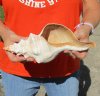 11 inches horse conch for sale, Florida's state seashell, review all photos as you are buying this one for $25