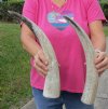 2 pc lot of Carved Polished Buffalo Horn with cut "snake skin" design, measuring approximately 15 to 18 inches around the curve (you will receive the horns pictured) for $27