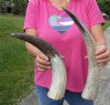 2 pc lot of Carved Polished Buffalo Horn with cut "snake skin" design, measuring approximately 15 to 18 inches around the curve (you will receive the horns pictured) for $27