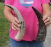 2 pc lot of Carved Polished Buffalo Horn with cut "snake skin" design, measuring approximately 12 to 15 inches around the curve (you will receive the horns pictured) for $22