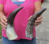 2 pc lot of Carved Polished Buffalo Horn with cut "snake skin" design, measuring approximately 12 to 15 inches around the curve (you will receive the horns pictured) for $22