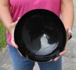 Polished Buffalo Horn, Cow Horn bowl measuring approximately 10 inches For sale for $23