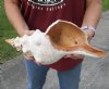 14-1/2 inch horse conch for sale, Florida's state seashell, review all photos as you are buying this one for $50