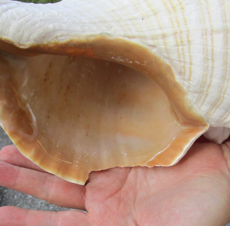 14 inch horse conch for sale, Florida's state seashell