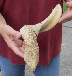 Sheep Horn 19 inches measured around the curl $19 