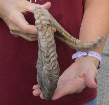 Sheep Horn 21 inches measured around the curl $15 