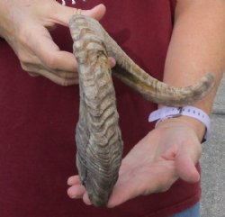 Sheep Horn 21 inche...