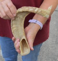 Sheep Horn 22 inches measured around the curl $22 