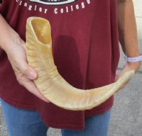 Sheep Horn 18 inches measured around the curl $18 