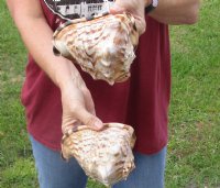 Two piece lot of King Helmet Shells 5-1/2 and 5-3/4 inches for seashell decor - You are buying the shells shown for $12/lot