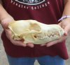 7 inches real North American coyote skull for sale. Review all photos as you are buying this one for $30