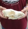 6-3/4 inches real North American coyote skull for sale. Review all photos as you are buying this one for $30