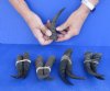 9 pc lot of African Mountain Reedbuck horns 5-1/2 to 7 inches - you are buying the ones pictured for $65/lot