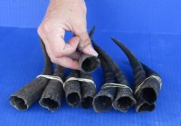 9 pc lot of African Mountain Reedbuck horns 5-1/2 to 7 inches for $65/lot