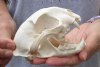 A-Grade 4-3/4 inch caracal cat skull (Caracal caracal) imported from Africa.  Review all photos. You are buying the skull pictured for $75 (Cites #084970)