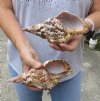 2 pc lot of Caribbean Triton Trumpet seashells measuring approximately 7 and 7-3/4 inches (The lip of one shell is entirely chipped off) (You are buying the shells pictured) for $19