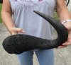 20 inches single black wildebeest horn, measured around curve - you are buying the horn pictured for $20  