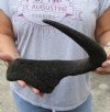 18-1/2 inches single black wildebeest horn, measured around curve - you are buying the horn pictured for $20  