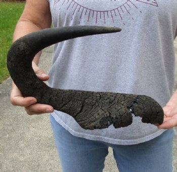 #2 Grade 18-1/2 inches single black wildebeest horn, measured around curve for $15 
